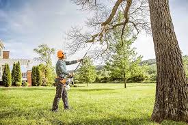 Best Tree Mulching  in Casey, IL